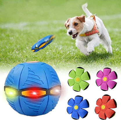 Ultimate Dog Frisbee