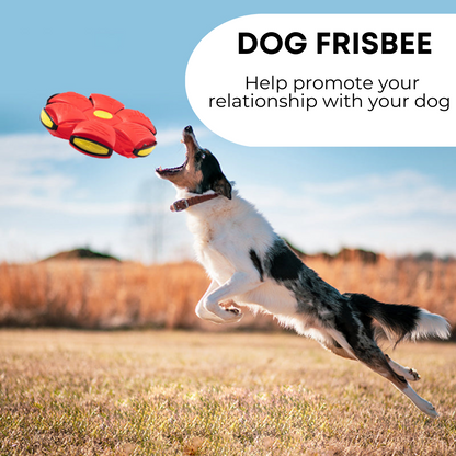 Ultimate Dog Frisbee